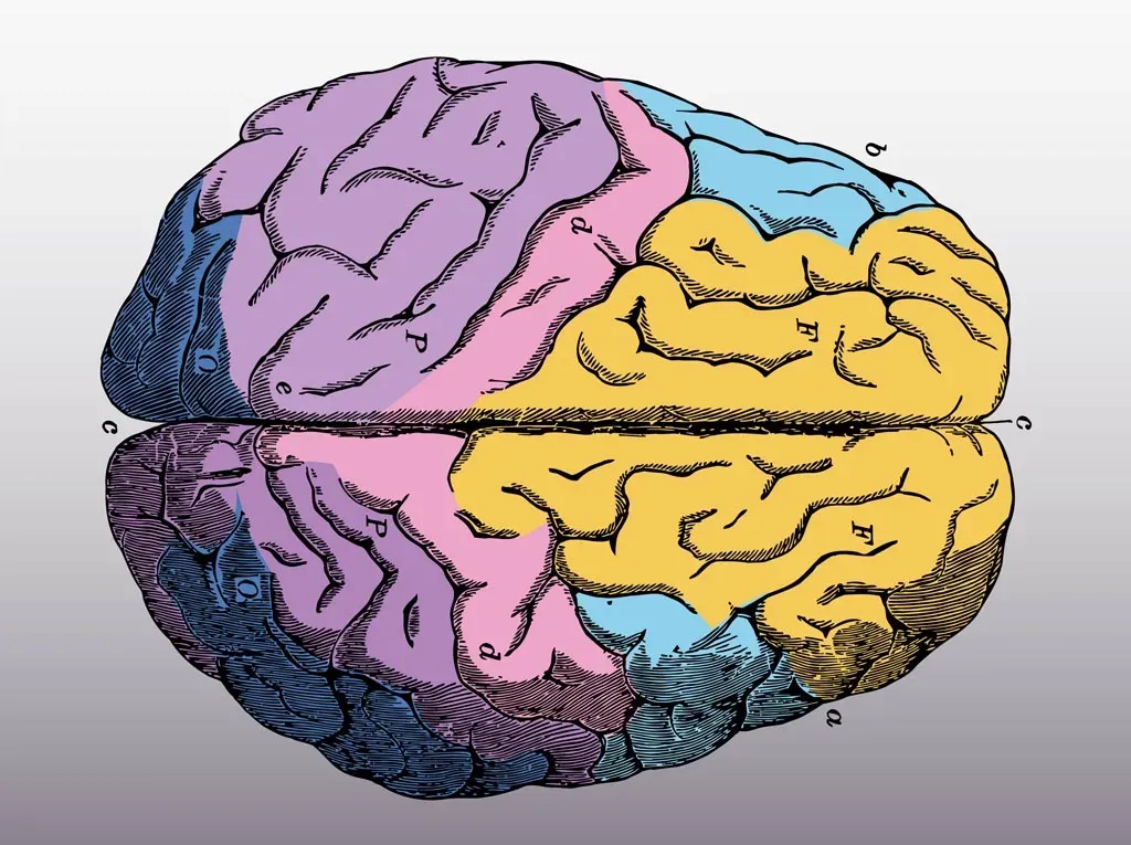 Brain1
