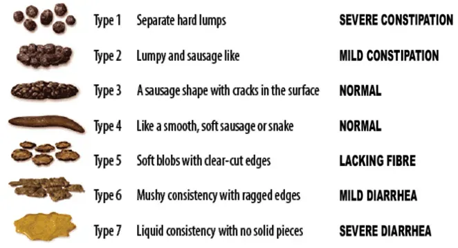 BristolStoolChart cropped