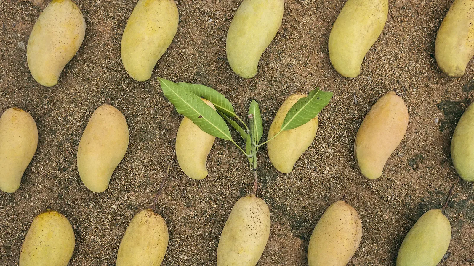 Mango